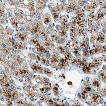 SCAP Antibody