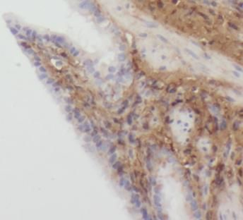 SCARF1 Antibody