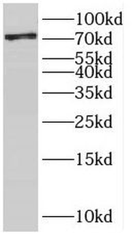 SCEL Antibody