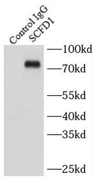 SCFD1 Antibody