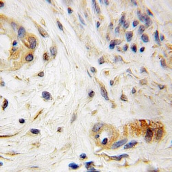 SCFD1 Antibody