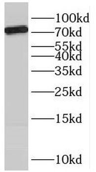 SCFD2 Antibody