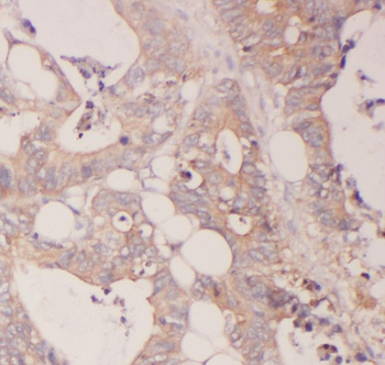 SCFD2 Antibody