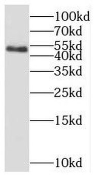 SCLY Antibody