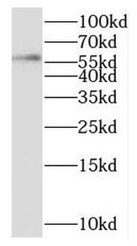 SCMH1 Antibody