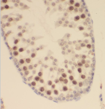 SCML2 Antibody