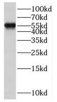 SCML4 Antibody