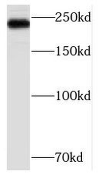 SCN5A Rabbit Polyclonal Antibody