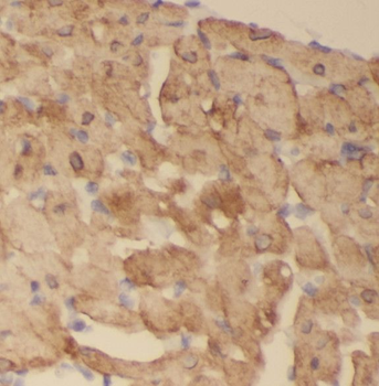 SCO2 Antibody