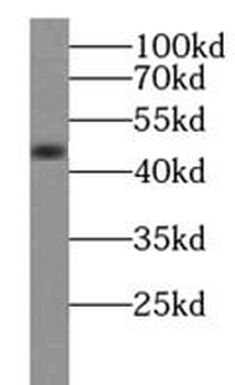 SCRN1 Antibody
