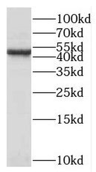 SCRN2 Antibody