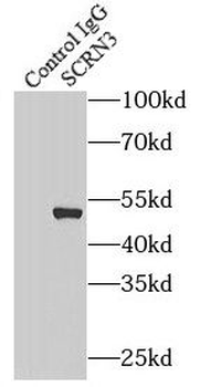 SCRN3 Antibody