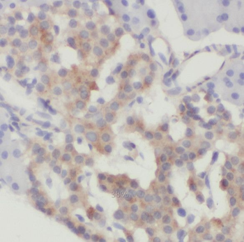 SCRN3 Antibody