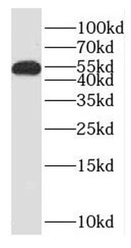 CWC27 Antibody