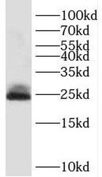 SDF2L1 Antibody