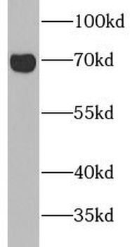 CAVIN2 Antibody