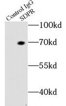 CAVIN2 Antibody