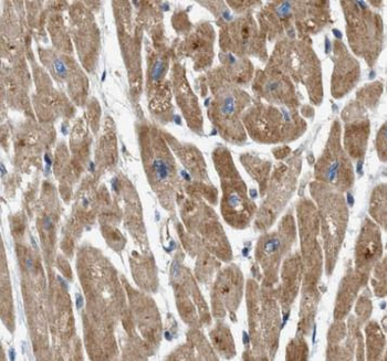 CAVIN2 Antibody