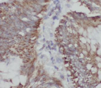 SEC11A Antibody