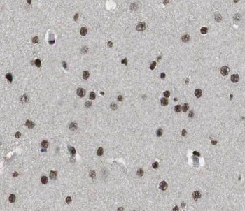 SEC13 Antibody