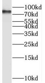 SEC14L1 Antibody