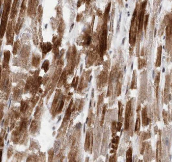 SEC23IP Antibody