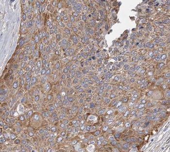 SEC61B Antibody