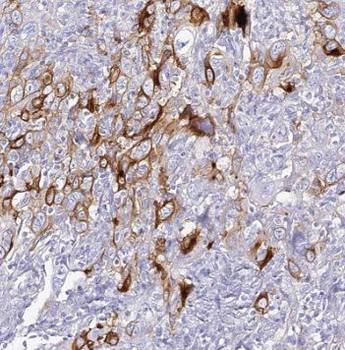 SEC61B Antibody