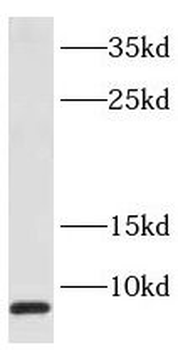SEC61G Antibody
