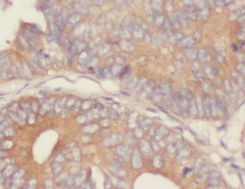 SEC61G Antibody