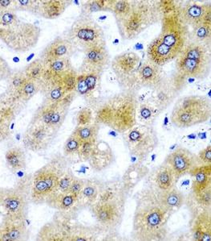 SECISBP2 Antibody