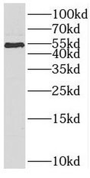 SCTR Antibody