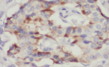 SCG5 Antibody