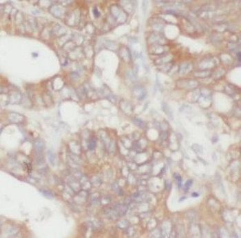 SECTM1 Antibody