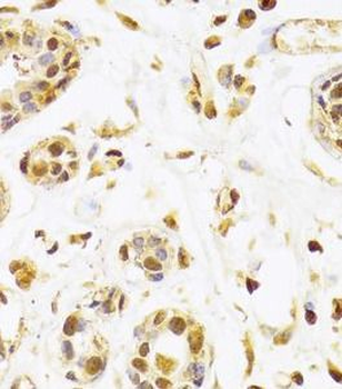 SEPHS1 Antibody
