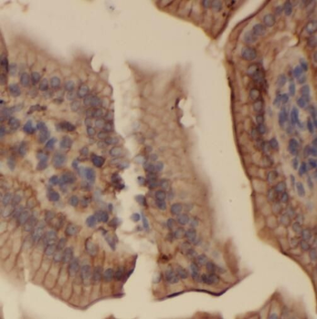 SERAC1 Antibody