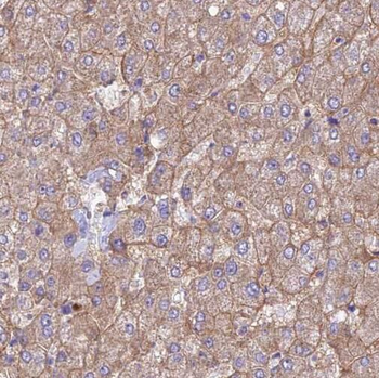 SERINC1 Antibody