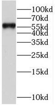 SERPIND1 Antibody