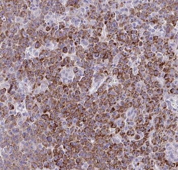 SERPIND1 Antibody
