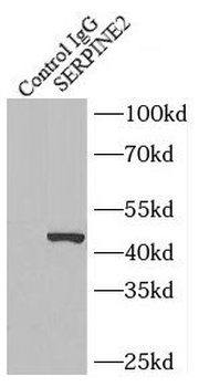 SERPINE2 Antibody