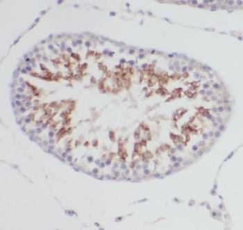 SERPINE2 Antibody