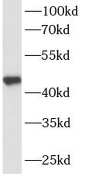 SERPINE2 Mouse Monoclonal Antibody