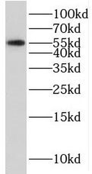 SERPINI2 Antibody