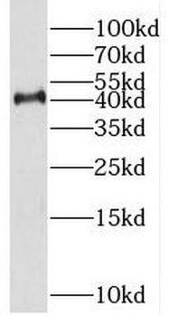 KMT5A Antibody