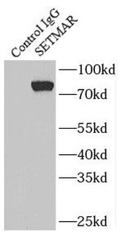 SETMAR Antibody