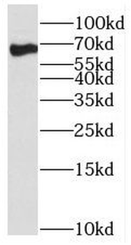 SF3A2 Antibody