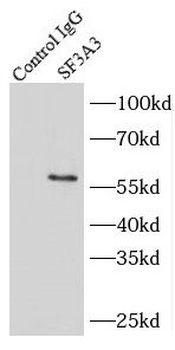 SF3A3 Antibody