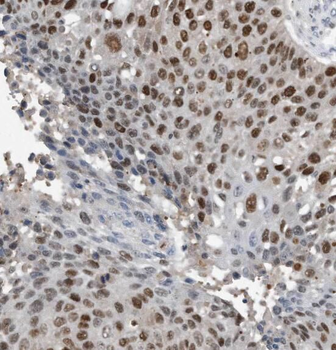 SF3A3 Antibody