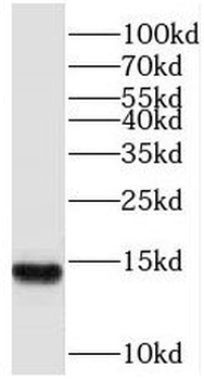 SF3B6 Antibody