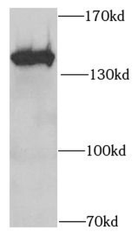 SF3B2 Antibody